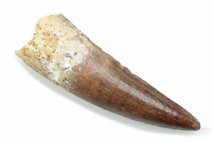 Fossil Spinosaurus Tooth - Real Dinosaur Tooth #370551